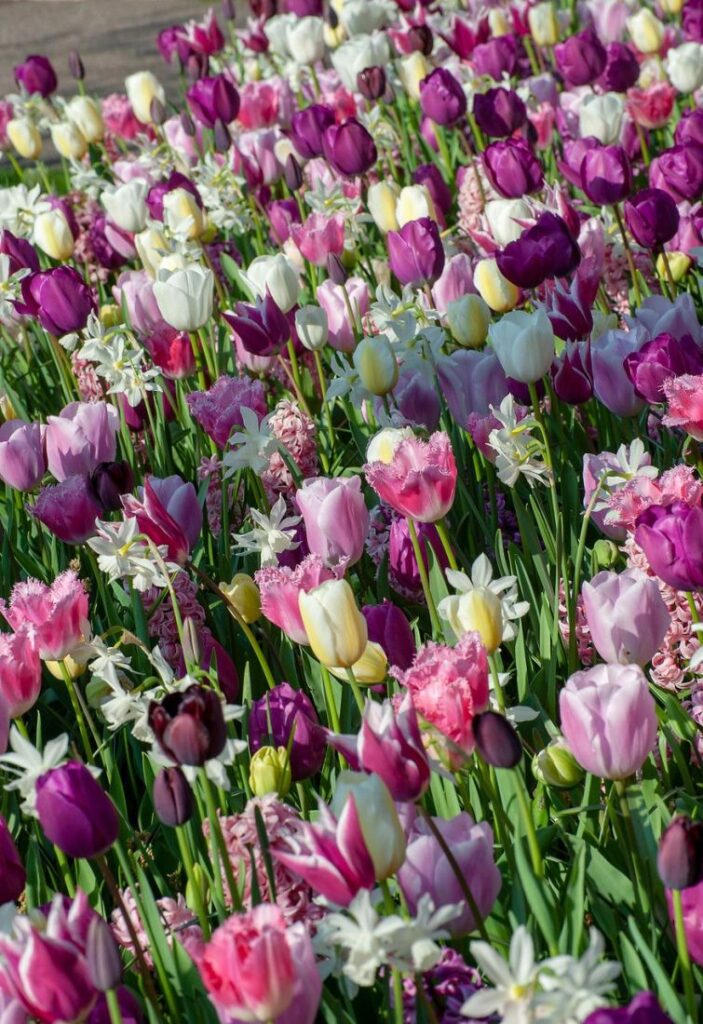 różnokolorowe tulipany