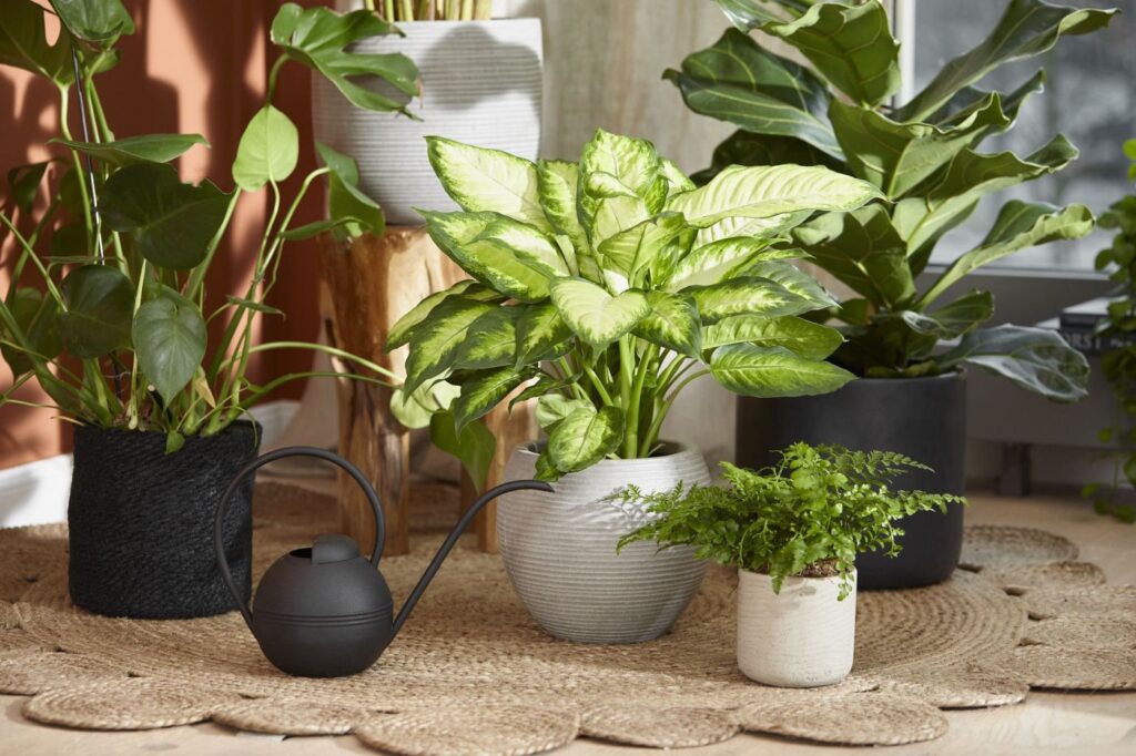 rośliny tropikalne w domu